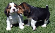 good Beagle puppie here now