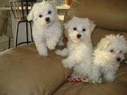 Maltese Puppies For Adoption.