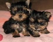 Home Raised Teacup Yorkie Puppies ready for Adoption